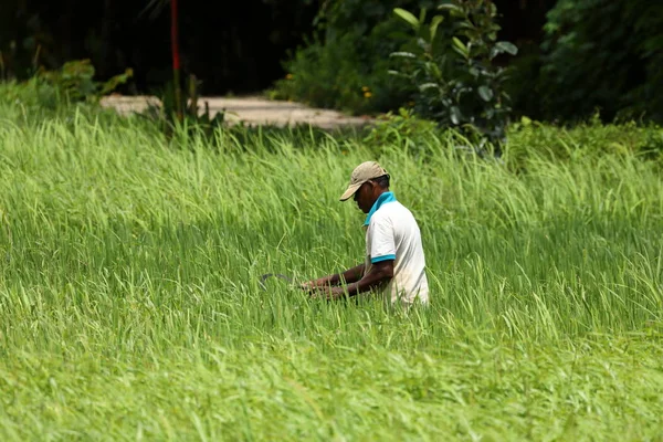 Rice Farmers Rice Fields Sri Lanka — Stock Photo, Image