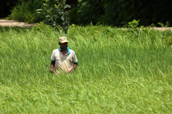 稲作農家やスリランカの田んぼ — ストック写真