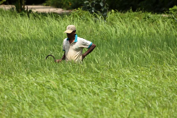 Rice Farmers Rice Fields Sri Lanka — Stock Photo, Image