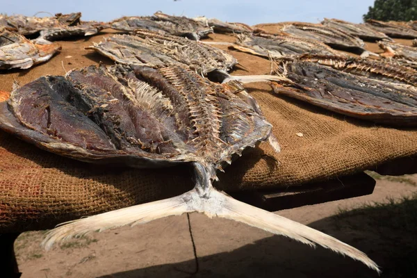 Dried Fish Fish Sri Lanka — Stock Photo, Image