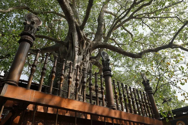 Heilige Bodhiboom Gangaramaya Tempel Van Colombo Sri Lanka — Stockfoto