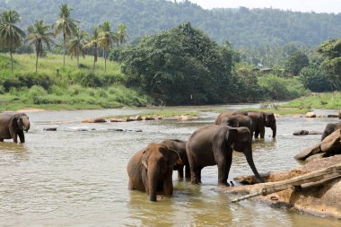 Sri Lanka 'daki Asiatische Elefanten beim baden im im Grip von Pinnawala