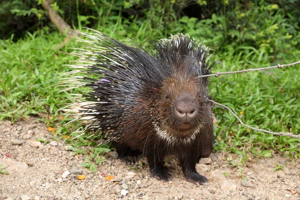 Porcupine Sri Lanka — Stockfoto