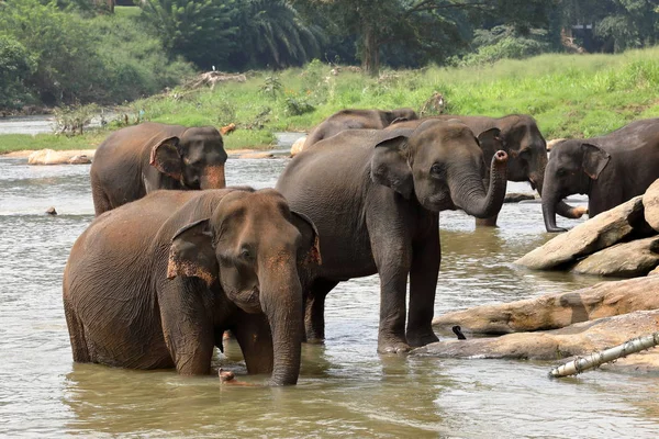 Asiatische Elefanten Beim Baden Flu Von Pinnawala Sri Lanka — Zdjęcie stockowe
