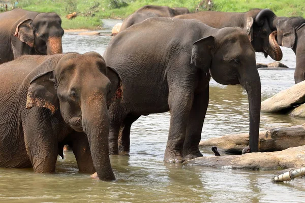 Asiatische Elefanten Beim Baden Flu Von Pinnawala Sri Lanka — Zdjęcie stockowe