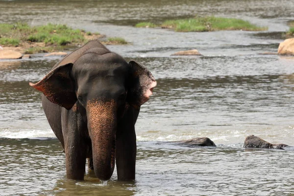 Asiatische Elefanten Beim Baden Flu Von Pinnawala Sri Lanka — Photo