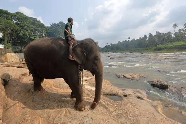 Elephants Ride Sri Lanka — Stock Photo, Image
