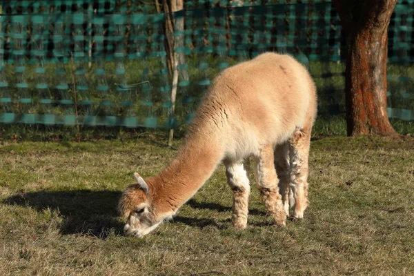 Alpaca Pasto — Fotografia de Stock