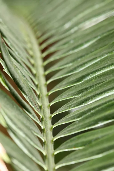 Зеленый Пальмовый Лист — стоковое фото