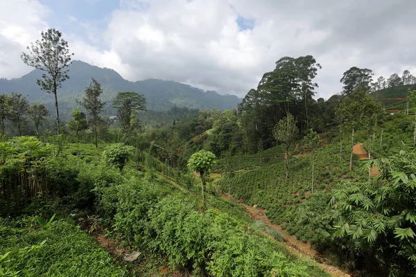 Arbustos Chá Plantações Chá Sri Lanka — Fotografia de Stock