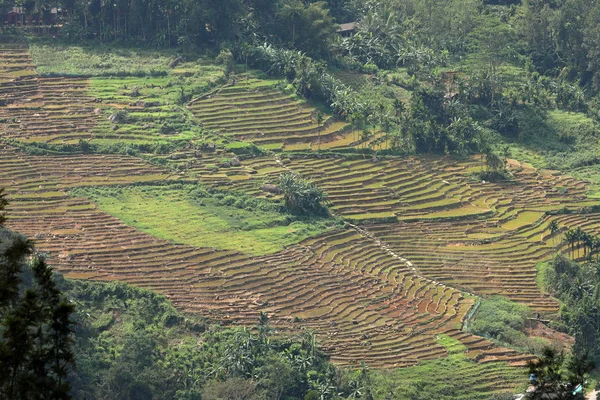 Rice Fields Rice Terraces Sri Lanka — Stock Photo, Image