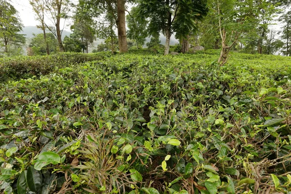 茶とスリランカの紅茶プランテーション — ストック写真
