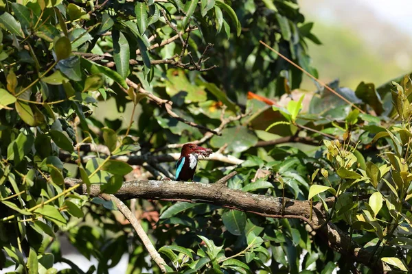 Ijsvogel Sri Lanka — Stockfoto