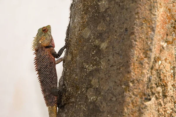 Camaleão Serra Agama Sri Lanka — Fotografia de Stock