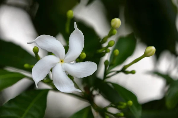 Flor Blanca Sri Lanka —  Fotos de Stock