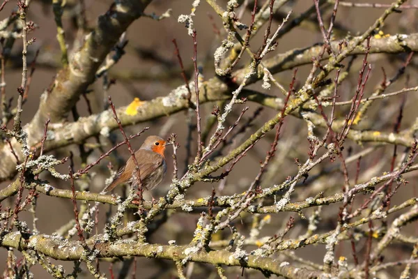 Robins Wiosnę — Zdjęcie stockowe