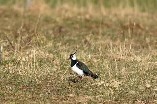 Lapwing Prado Primavera — Foto de Stock