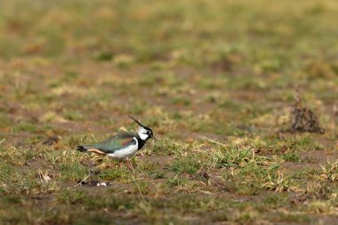 Kız üzerinde bahar bir çayır kuşu
