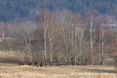 Vahşi atlar doğada. Rhden 'ı koru.