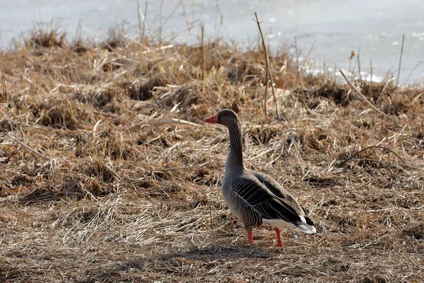 Gray Goose Nature Reserve — Stock Photo, Image