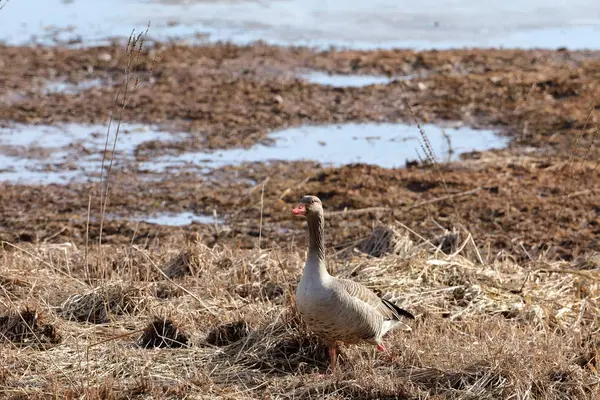 Oie Grise Dans Réserve Naturelle — Photo