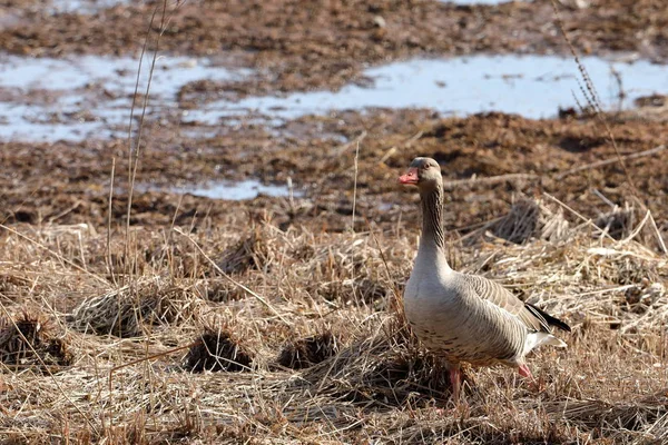 Oie Grise Dans Réserve Naturelle — Photo