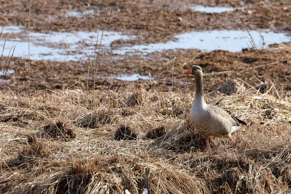 Oie Grise Dans Réserve Naturelle — Photo