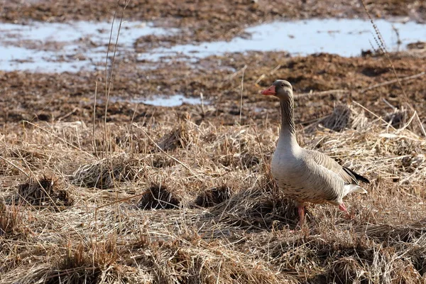 Oie Grise Dans Réserve Naturelle — Photo