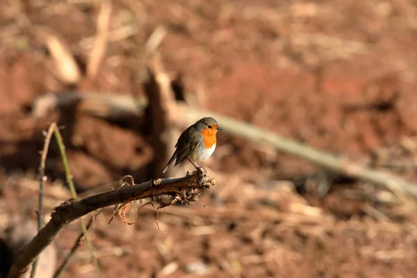 Robin Primavera — Fotografia de Stock