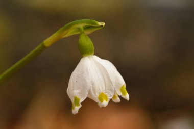 Bahar çiçeği ile yürüyen çiçek
