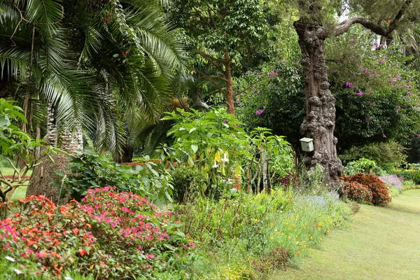 Bahçe Doğa Nuwara Eliya Sri Lanka — Stok fotoğraf