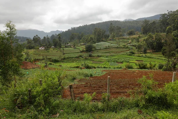 Agricultura Campos Sri Lanka — Foto de Stock