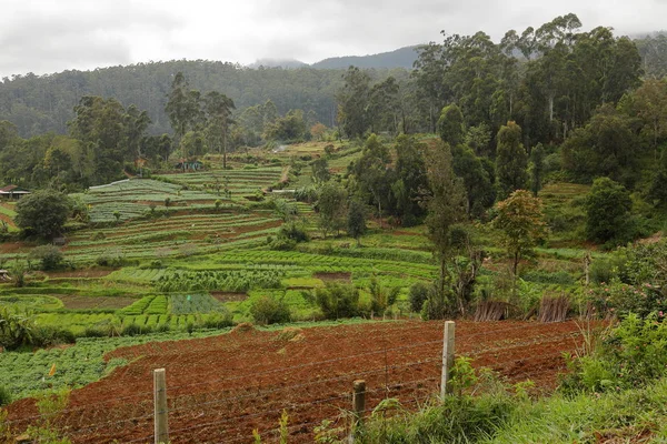 Agricultura Campos Sri Lanka — Foto de Stock
