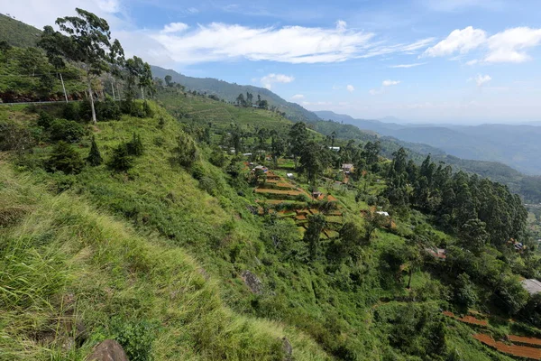 Rijstterrassen Rijstteelt Sri Lanka — Stockfoto