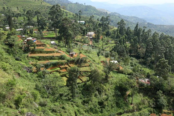 Rice Terraces Rice Cultivation Sri Lanka — Stock Photo, Image