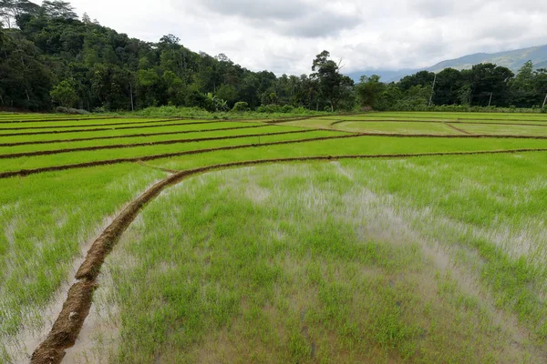 Terraços Arroz Cultivo Arroz Sri Lanka — Fotografia de Stock