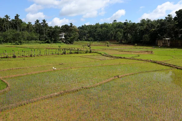 Terrazas Arroz Cultivo Arroz Sri Lanka — Foto de Stock