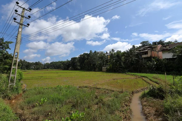 Terrazas Arroz Cultivo Arroz Sri Lanka — Foto de Stock