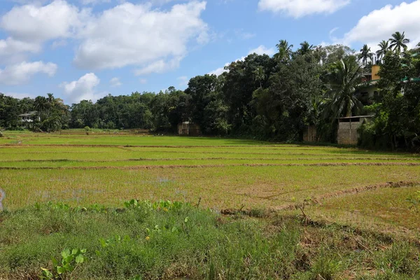 Terrazas Arroz Cultivo Arroz Sri Lanka — Foto de Stock