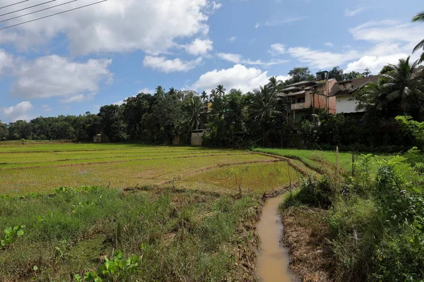 Terrazas Arroz Cultivo Arroz Sri Lanka — Foto de Stock