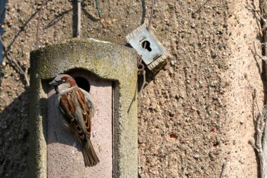 Kur, iç içe geçmiş bir delik üzerinde serçe