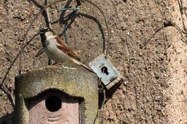 Kur, iç içe geçmiş bir delik üzerinde serçe