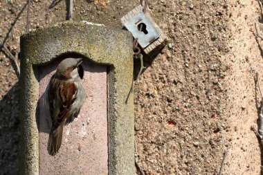 Kur, iç içe geçmiş bir delik üzerinde serçe