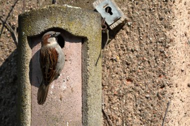 Kur, iç içe geçmiş bir delik üzerinde serçe