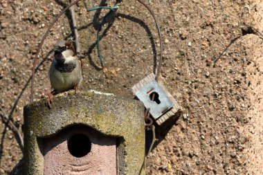 Kur, iç içe geçmiş bir delik üzerinde serçe