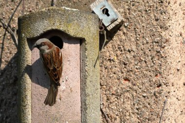 Kur, iç içe geçmiş bir delik üzerinde serçe