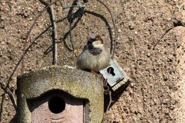 Kur, iç içe geçmiş bir delik üzerinde serçe