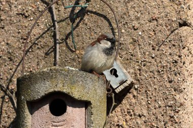 Kur, iç içe geçmiş bir delik üzerinde serçe