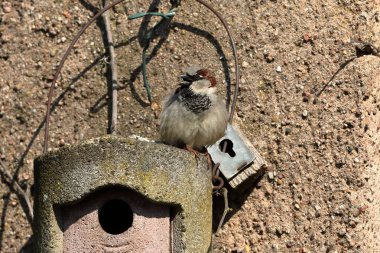 Kur, iç içe geçmiş bir delik üzerinde serçe