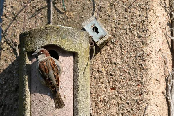 Kur, iç içe geçmiş bir delik üzerinde serçe